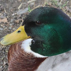 Domestic Mallard (Anas platyrhynchos), petting zoo at Remarkable Vets Arrowtown