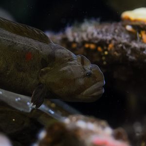 Monkeyface Prickleback