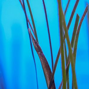 Bay Pipefish
