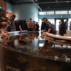 Rocky Coast Touch Pool