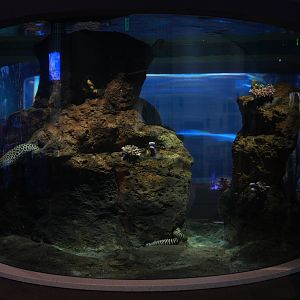 "Seamounts" Tank (Moray Eel Tank)