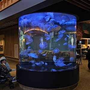 Café Moon Jelly Tank