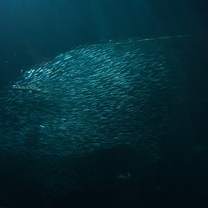 Northern Anchovy Bait Ball