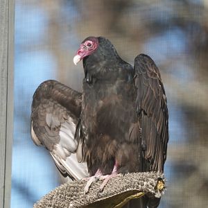 Turkey Vulture
