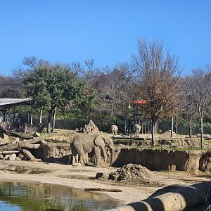 Tendaji in the tembo undango yard