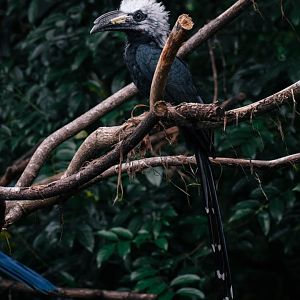 Western Long Tailed Hornbill