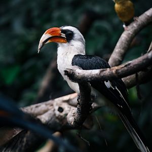 Von Der Decken's Hornbill