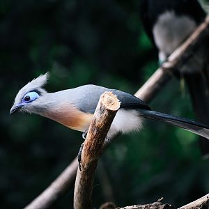Crested Coua