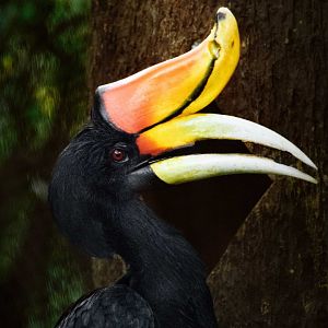 Javan Rhinoceros Hornbill