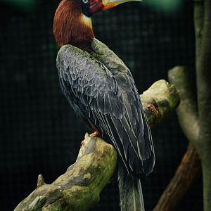 Ruffy the half blind Southern Rufous Hornbill