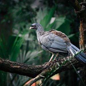 Chaco Chachalaca