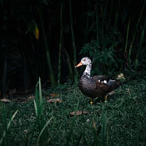 White Winged Duck