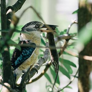 Blue Winged Kookaburra