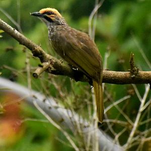 wild Straw-headed Bulbul (Pycnonotus zeylanicus)