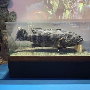 giant grouper specimen