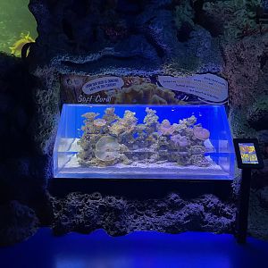 soft coral tank