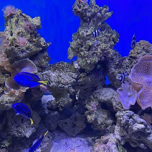 fishes in the soft coral tank (1)