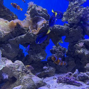 fishes in the soft coral tank (2)
