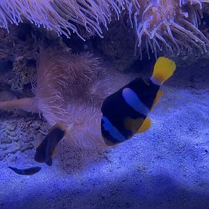 clark’s anemonefish (amphiprion clarkii) (1)
