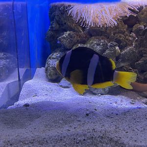 clark’s anemonefish (amphiprion clarkii) (2)