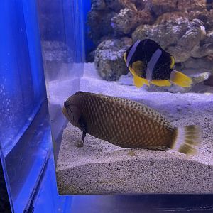 rockmover wrasse (novaculichthys taeniourus)