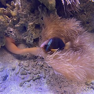 tomato clownfish (amphiprion frenatus)