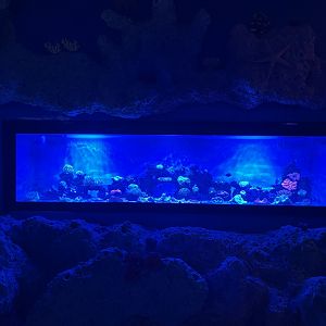 hard coral tank