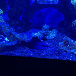 bird wrasse (gomphosus varius)