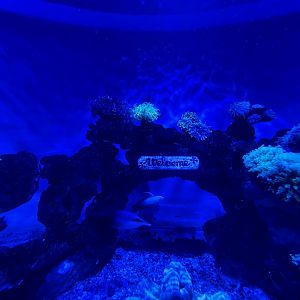 welcome signage - hard coral tank