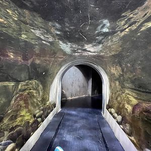 view from otter exhibit’s tunnel