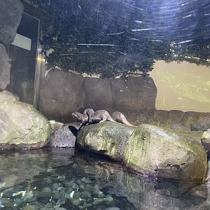 asian small-clawed otters (aonyx cinereus)