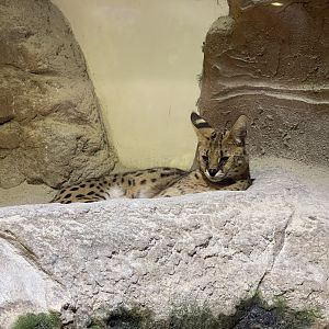 serval (leptailurus serval)