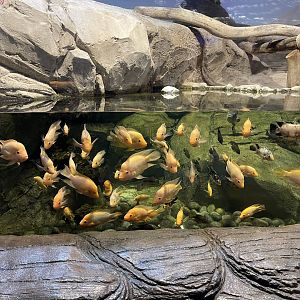 red devil cichlids (amphilophus citrinellus)