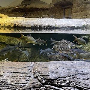 south-east asian fishes