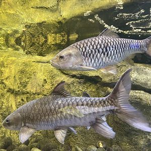 soro brook carp (neolissochilus soroides) & hampala barb (hampala macrolepidota)