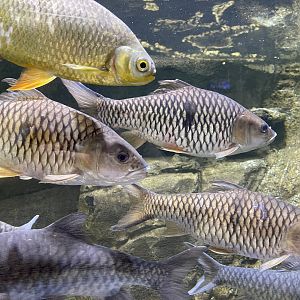 hampala barbs (hampala macrolepidota)