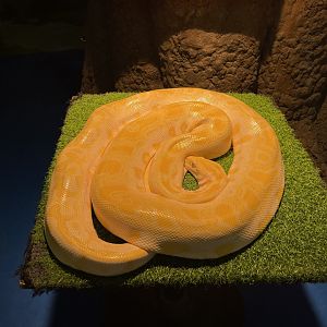 albino burmese phyton (python bivittatus)