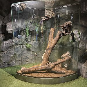 prevost’s squirrel exhibit