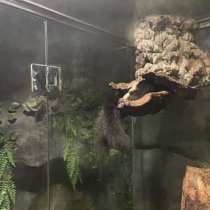 prevost’s squirrel (callosciurus prevostii)