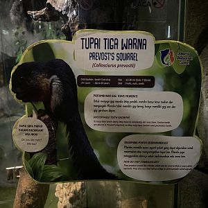 prevost’s squirrel signage