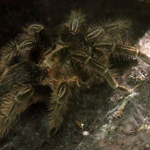 Tarantula ID - Wystawa Pająków Warszawa