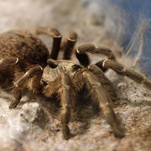 Tarantula ID - Wystawa Pająków Warszawa