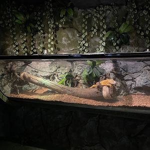 iguana exhibit