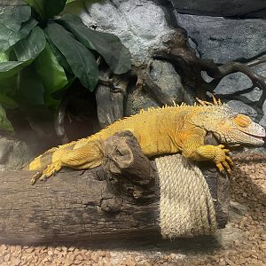 green iguana (red morph) (iguana iguana)