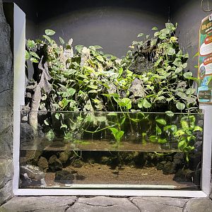 northern snake-necked turtle exhibit