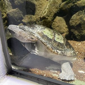 northern snake-necked turtle (chelodina rugosa)