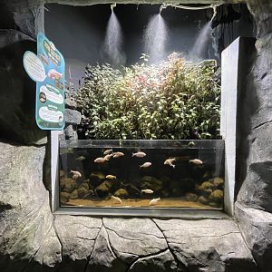 blind cave fish & elephantnose fish exhibit