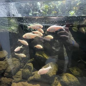 blind cave fishes (astyanax mexicanus)
