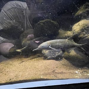 peter’s elephantnose fish (gnathonemus petersii)