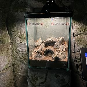 tarantula exhibit